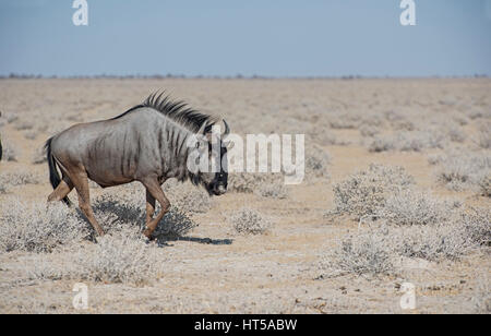 Le Gnou bleu : Connochaetes taurinus. Etosha, Namibie. Banque D'Images