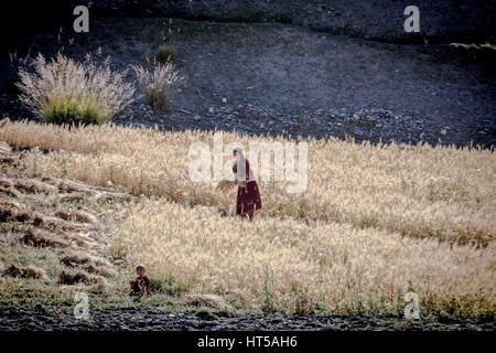 L'Afghanistan, corridor de Wakhan, femme avec enfant dans le domaine de la récolte du blé. Banque D'Images