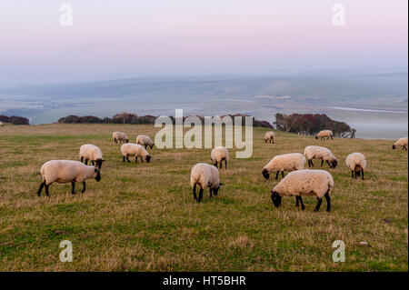 Troupeau de moutons sur les South Downs à Seaford Head. Banque D'Images