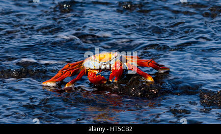 Brillamment colorées Sally Lightfoot crab (Grapsus grapsus) dans l'eau dans les îles Galapagos. Banque D'Images