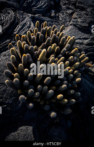 Cactus Brachycereus nesioticus (lave) le plus petit des cactées trouvés dans les îles Galapagos croissant dans la roche de lave. Banque D'Images