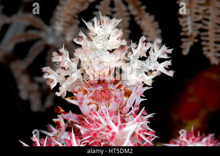 Crabe de coraux mous ou des bonbons, du crabe Hoplophrys oatesii. Le port d'un décor de polypes de corail mou sur le dessus de tête comme camouflage. Banque D'Images