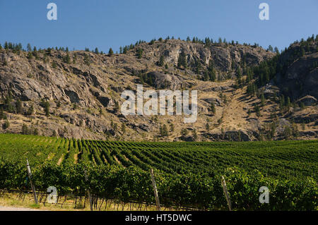 Des rangées de vignobles grape vnes paysage avec rocky Hill en arrière-plan Banque D'Images