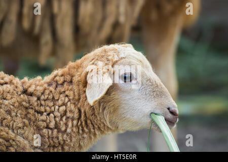 C'est un gros plan d'une fille les moutons Banque D'Images