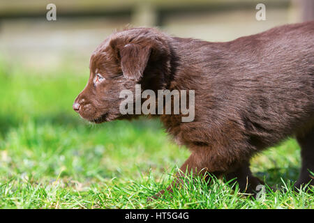 Chiot Berger Australien brun promenades sur la pelouse Banque D'Images