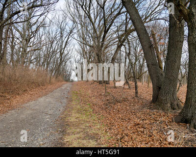 La restauration de l'habitat sur le côté droit de la route. Country Lane Woods, le comté de Cook, en Illinois. Banque D'Images