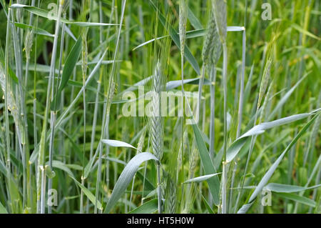 Triticale Ähren - voir la récolte de triticale en vert Banque D'Images