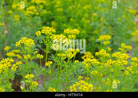 Weinraute, Ruta graveolens - Common Rue, Ruta graveolens plante aux herbes Banque D'Images