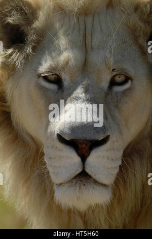 Homme White lion (Panthera leo krugeri) dans le parc du Lion Drakenstein, Klapmuts, Cape Winelands, Afrique du Sud. Banque D'Images