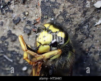 Plan Macro sur la tête du cadavre d'une guêpe européenne (Vespula Vulgaris) est posé sur une dalle de Pavage calcaire Banque D'Images