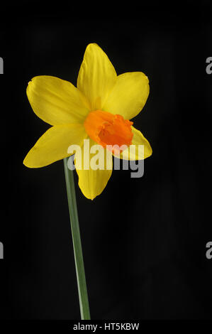 Jaune jonquille avec une trompette orange noir isolé contre Banque D'Images
