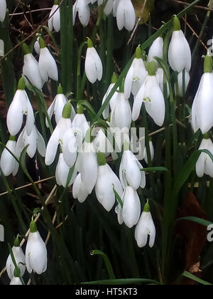 Perce-neige de printemps blanc pur4 Banque D'Images