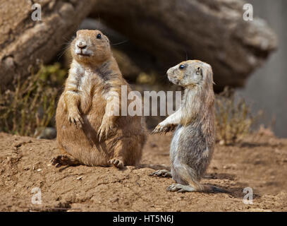 Deux Black-Tailed les chiens de prairie (Cynomys ludovicianus) juvéniles et adultes Banque D'Images