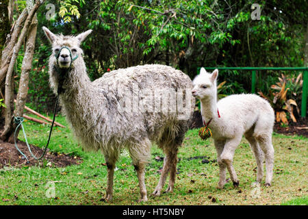 Mère et bébé lamas (lama glama) dans un jardin. El Tambo. Ingapirca. L'Équateur Banque D'Images