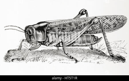 Le criquet migrateur (Locusta migratoria). De Meyers lexique, publié 1927. Banque D'Images