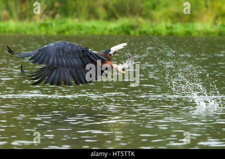 Poissons d'Afrique blanche (Haliaeetus vocifer) la capture de poissons de l'eau, le lac Naivasha, Kenya Banque D'Images