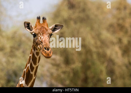 Portrait d'une girafe réticulée (Giraffa camelopardalis reticulata), Samburu, Kenya Banque D'Images
