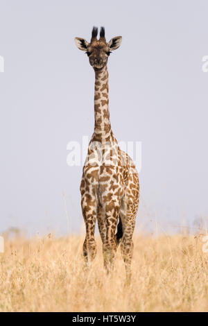 Lone Girafe (Giraffa camelopardalis) debout dans l'herbe sèche savannah, Maasai Mara, Kenya Banque D'Images