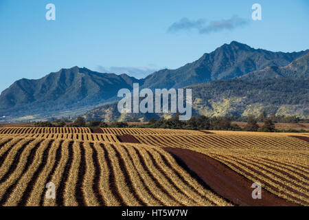 Une vue sur des rangées de plantes de plus en plus l'ananas sur Oahu. Banque D'Images