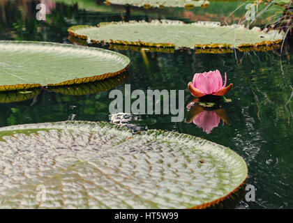 Vitória Régia-rose (Victoria Amazonica) feuilles flottantes et au-dessus de l'eau Banque D'Images