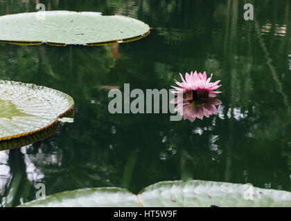 Vitória Régia-rose (Victoria Amazonica) feuilles flottantes et au-dessus de l'eau Banque D'Images