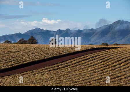 Une vue sur des rangées de plantes de plus en plus l'ananas sur Oahu. Banque D'Images