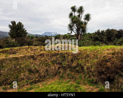 Te Porere, le terrassement de la partie supérieure de la redoute, à l'automne. Ruapehu mountain dans la distance, un arbre chou shaggy contre le ciel. Banque D'Images