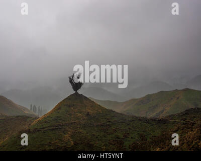 Un arbre isolé de plus en plus de hauteur sur la crête d'une colline escarpée, un jour de pluie sur le highyway ville de Parapara Whanganui à Raetihi. Banque D'Images