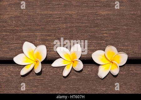 Trois plumeria flower sur fond de sol en bois Banque D'Images