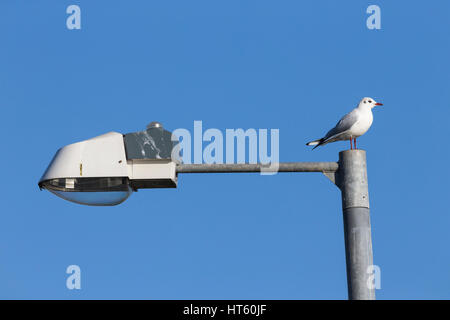 Mouette rieuse Chroicocephalus ridibundus, hiver adulte, perché sur lampe de rue, Marshide, Merseyside, Royaume-Uni en janvier. Banque D'Images