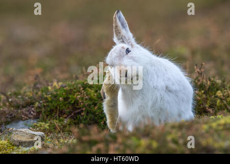 Lièvre variable (Lepus timidus) rayer c'est dans l'oreille de Cairngorms, manteau d'hiver, Ecosse, Royaume-Uni Banque D'Images