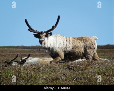 Un caribou dans l'herbe près de l'Ublasaun dans le camp de rennes Le pont terrestre de la préserver, de l'Alaska. Le caribou a été portée à la région au début des années 1900 pour remplacer la diminution des troupeaux de caribou pour l'Alaska Native population Inupiaq. Banque D'Images