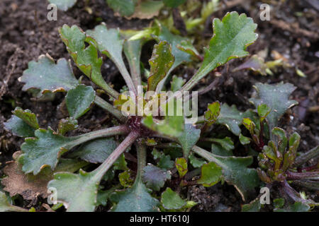Wiesen-Margerite Wiesen-Wucherblume, Margerite, Margarite, frische, junge, Blätter vor der Blüte, Blatt, Blattrosette, Leucanthemum vulgare, syn. Chry Banque D'Images