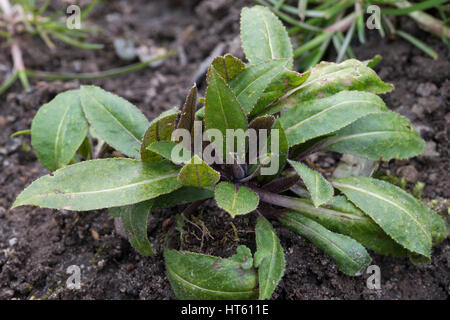 Gewöhnliche Nachtviole Nacht-Viole Matronenblume,,, Matronen-Blume, Blatt, Blätter vor der Blüte, Hesperis matronalis, Dame, Sweet violets de la fusée, Ju Banque D'Images