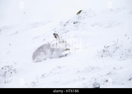 Lièvre Lepus timidus, adulte, de nourriture dans la neige, la vallée de Findhorn, en Écosse, en février. Banque D'Images