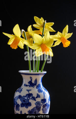 Narcisses en miniature vase bleu et blanc Banque D'Images