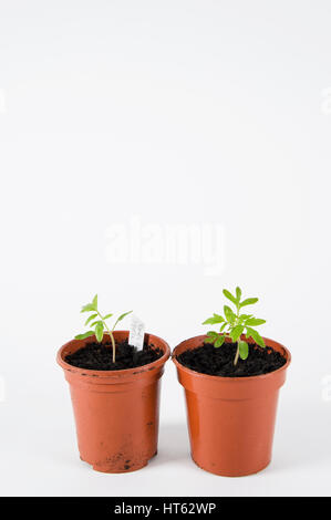 Les semis de tomates en pots Banque D'Images