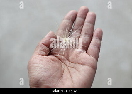 Close up of spear thistle seed Banque D'Images