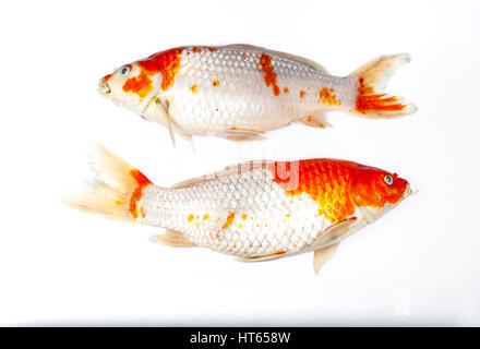 Couple de poissons Koi est morte, isolé sur fond blanc Banque D'Images