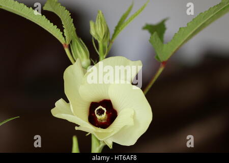 Lady's finger ou okra flower Banque D'Images