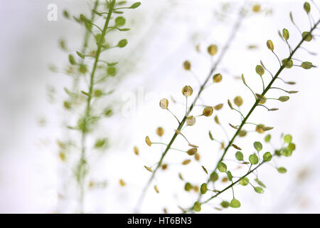 Tiges de thlaspi still life communément connu sous le nom de domaine sou-cress Jane Ann Butler Photography JABP1874 Banque D'Images