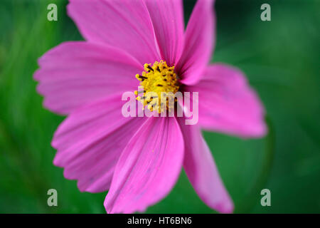 Sonate cosmos rose superbe, soft focus et éthérées Jane Ann Butler Photography JABP1856 Banque D'Images