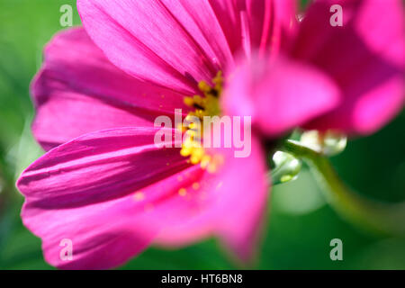 Sonate cosmos rose superbe, soft focus et éthérées Jane Ann Butler Photography JABP1858 Banque D'Images