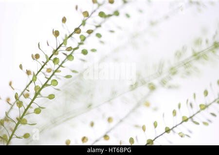 Tiges de thlaspi still life communément connu sous le nom de domaine sou-cress Jane Ann Butler Photography JABP1871 Banque D'Images