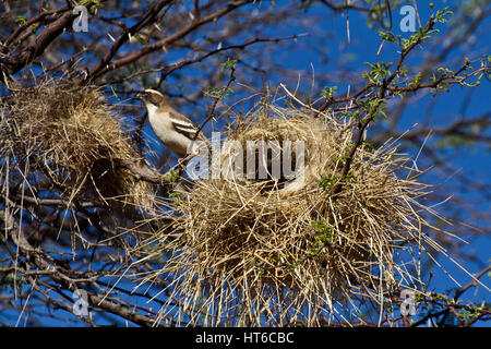 Sourcils blanc Sparrow Weaver et Nids Banque D'Images