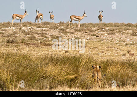 Lionne sous couvert de harcèlement springbok Banque D'Images