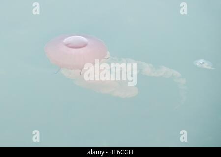 Une méduse rose pastel dans un ciel voilé lettres vert de mer. Banque D'Images