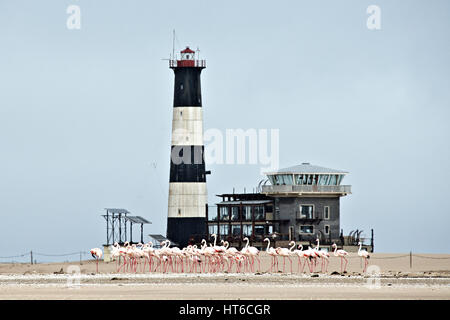 Les flamants roses sur le sable en face de la Pelican point phare à Walvis Bay. Banque D'Images