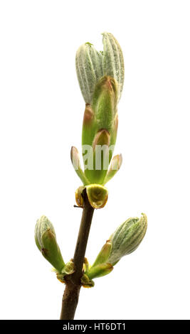 Brindille printemps arbre de marronnier (Aesculus hippocastanum) avec les jeunes bourgeons vert. Isolé sur fond blanc. Banque D'Images