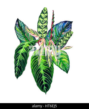 Bouquet Tropical. La forêt de feuilles exotiques calathea. L'aquarelle à la main, isolé sur fond blanc. Composition florale pour votre conception. Templa Banque D'Images